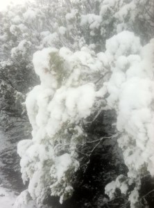 snow covers redshank