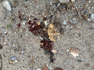 coyote scat pile showing signs of low desert vegetation (mesquite) and upper Table Mountain vegetation (manzanita berries), one on top of the other