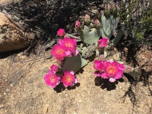 It looks like this will be a very good year for Beavertail Cactus, judging by this early-bloomer
