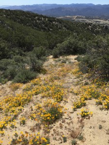 California Poppies cover a hillside next to the PCT