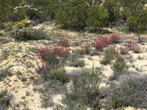 Scarlet Bugler, with some Brittlebush in the background