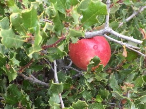 wasp gall on a scrub oak, just after a gentle rain