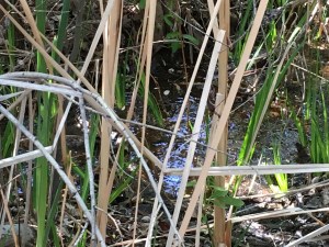 you can just make out the small flow of Tule Creek down below the pipe